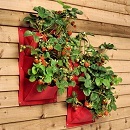 Verti-plant Strawberry