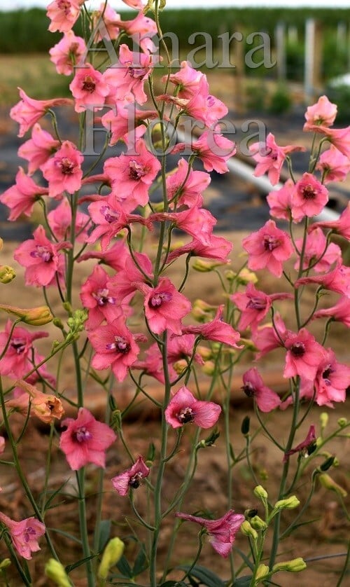 Ridderspoor-Delphinium-kort-belladonna-Pink-Sensation