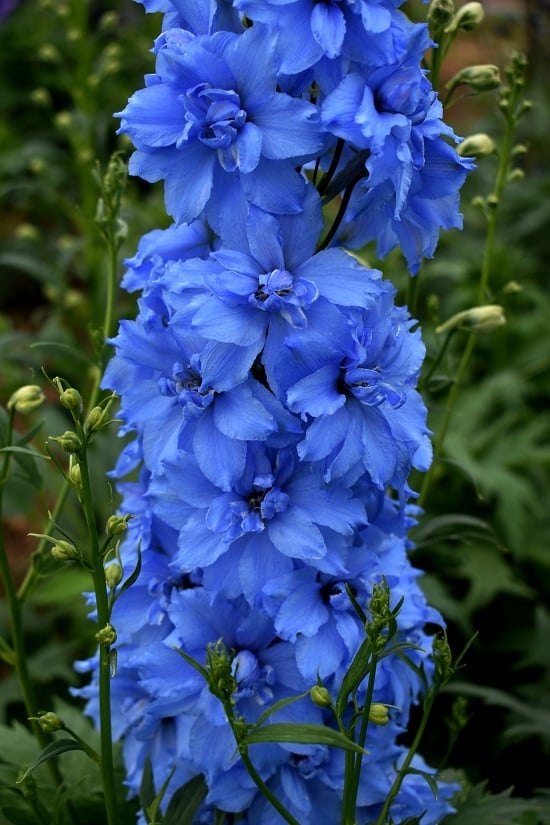 Ridderspoor-blauw-Anna-Victoria