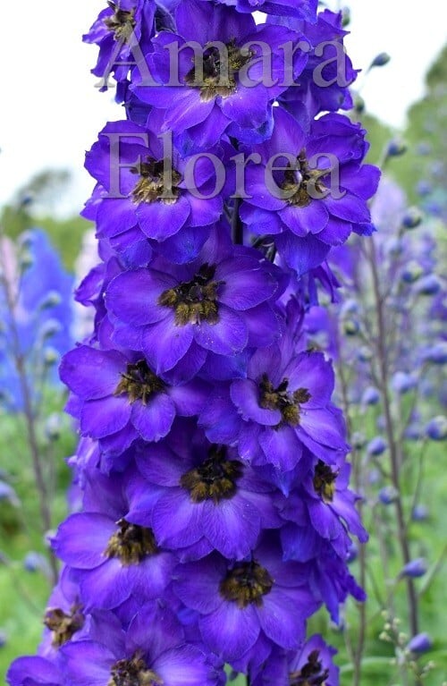 Ridderspoor-Delphinium-elatum-Purple-Velvet