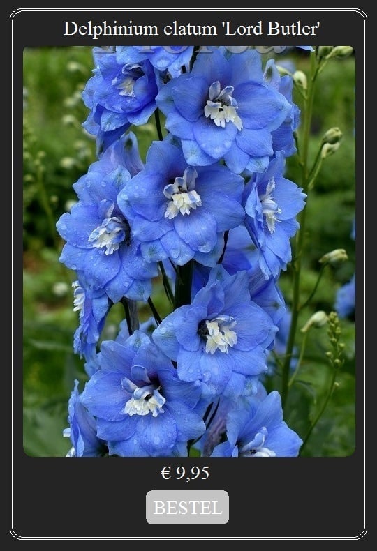 Ridderspoor blauw, Delphinium elatum Lord Butler