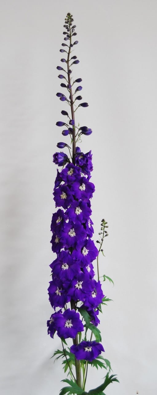 Rittersporn-blau-violett-schnitblume