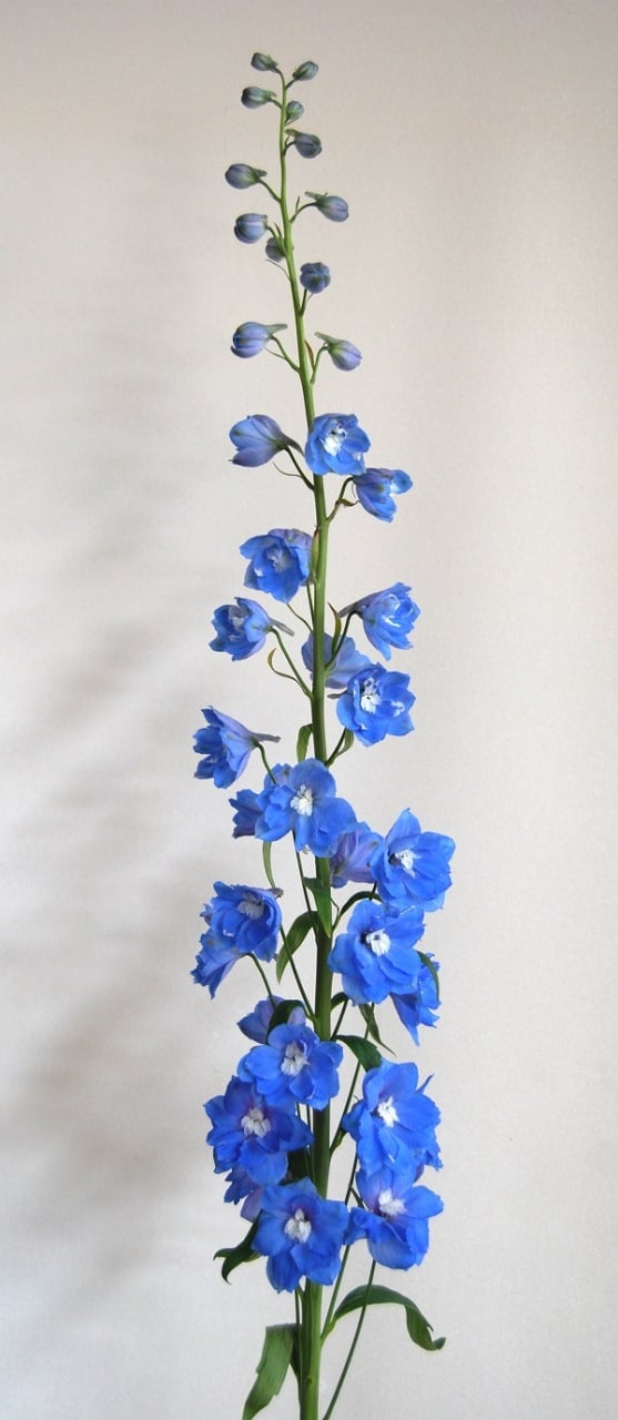 Rittersporn-blau-schnitblume