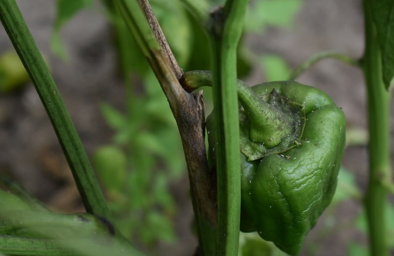 Tak-Phytopthora in chili pepers biologisch bestrijden