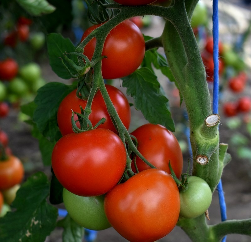 tomaten zaaien en verzorgen