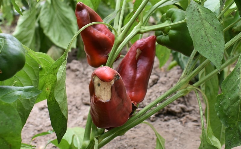 neusrot in chili pepers biologisch bestrijden
