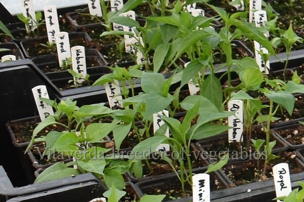 paprika uitplanten buiten