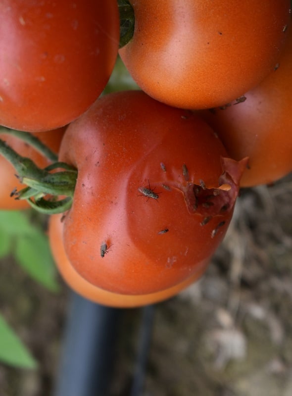 scheuren in tomaten voorkomen