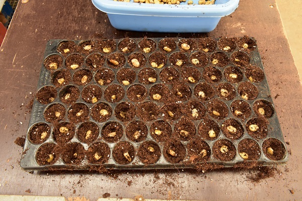 tuinbonen-planten-in-een-tray
