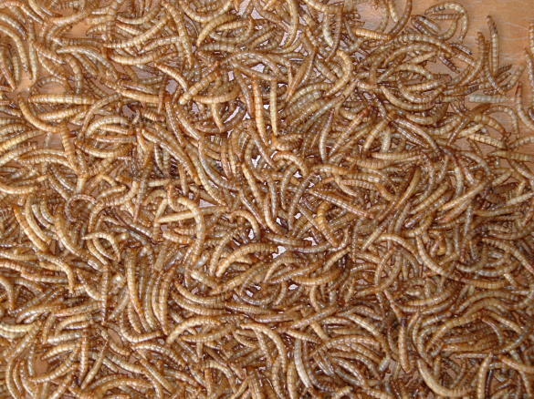 Meelwormen
