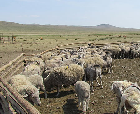 schapen-mongolie-steppe