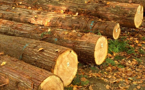 cederhout is een houtsoort waarmee mooie dingen gemaakt worden