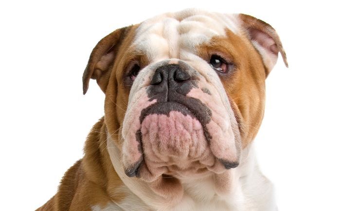 Hondenbench Engelse bulldog 92x58x63cm extra strong